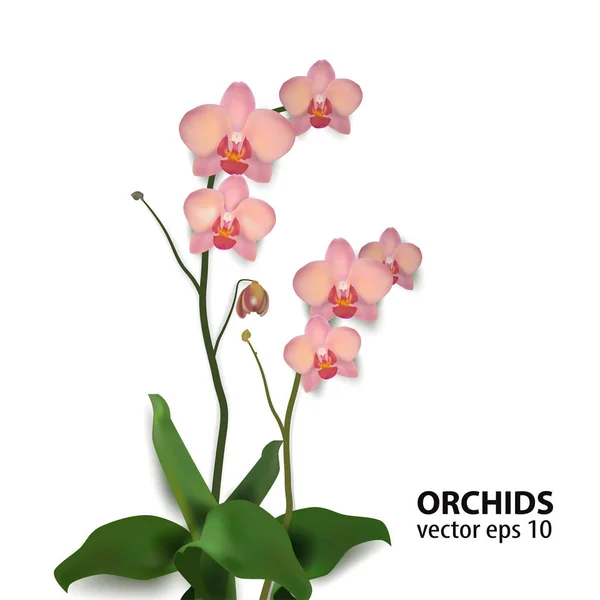Orchidées de fleurs Illustration vectorielle rose — Image vectorielle