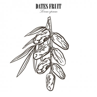 Palm tarihlerle beyaz zemin üzerine bırakır. Vektör çizim.