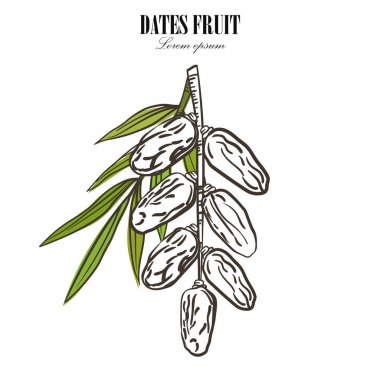 Palm tarihlerle beyaz zemin üzerine bırakır. Vektör çizim.