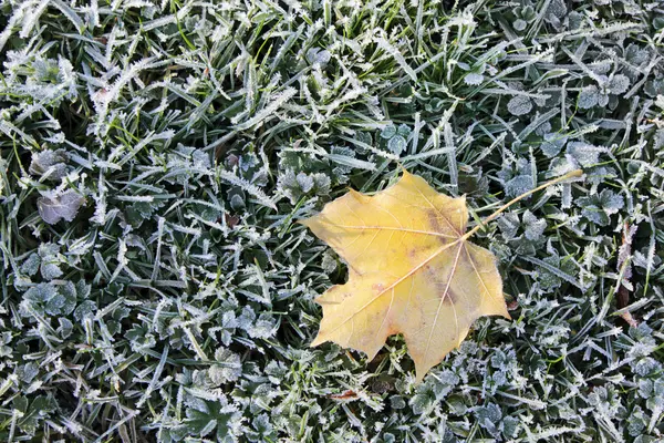 Frost outonal em uma grama — Fotografia de Stock