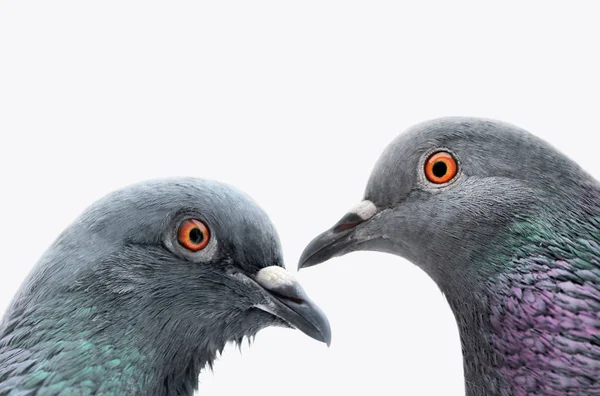 Twee gemeenschappelijke grijze duiven — Stockfoto