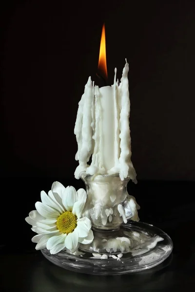 Горящая свеча и цветок ромашки — стоковое фото