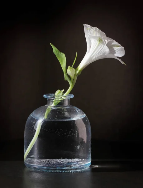 Alstroemeria Blühen Der Kleinen Weinflasche Vor Einem Zurückhaltenden Hintergrund Selektive Stockbild