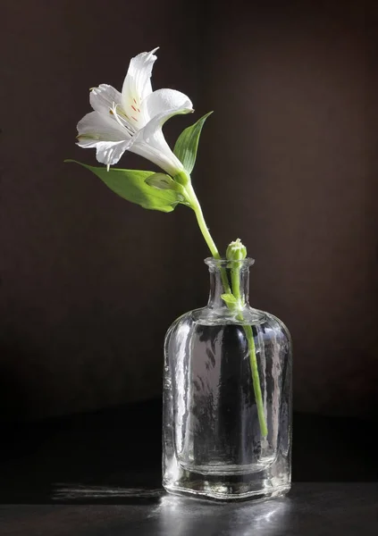 Flor Alstroemeria Pequena Garrafa Vintage Contra Fundo Tecla Baixa Foco — Fotografia de Stock