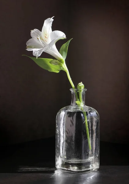 Alstroemeria Blühen Der Kleinen Weinflasche Vor Einem Zurückhaltenden Hintergrund Selektive Stockfoto