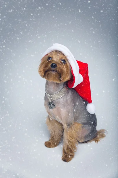 Yorkshire terrier perro en gorra de Navidad — Foto de Stock