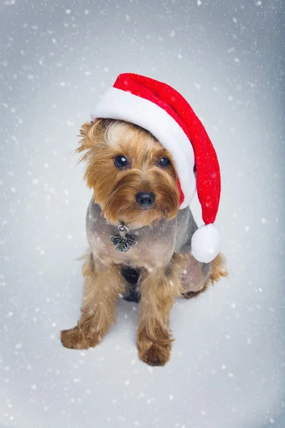 Jorkšírský teriér pes v vánoční čepice — Stock fotografie