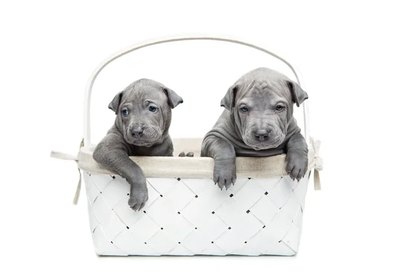 Dois cachorros tailandeses ridgeback em cesta isolada em branco — Fotografia de Stock