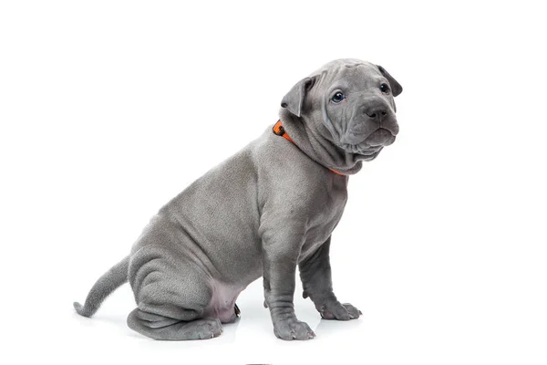 Thai ridgeback cucciolo isolato su bianco — Foto Stock