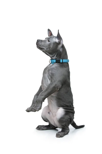 Thai ridgeback valp — Stockfoto