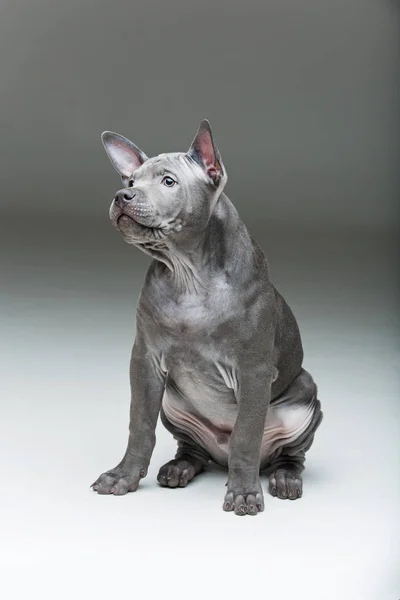 Thai ridgeback cucciolo — Foto Stock