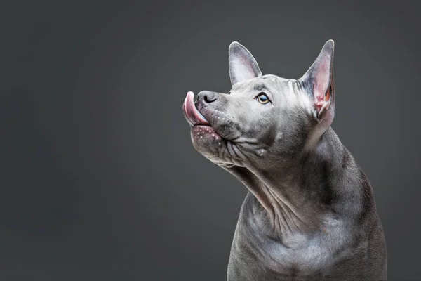 Thai ridgeback welpe — Stockfoto