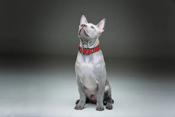 Thai ridgeback valp — Stockfoto