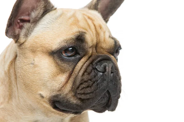 Bonito cão buldogue francês — Fotografia de Stock