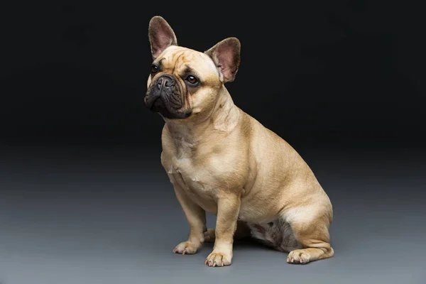 Beautiful french bulldog dog — Stock Photo, Image