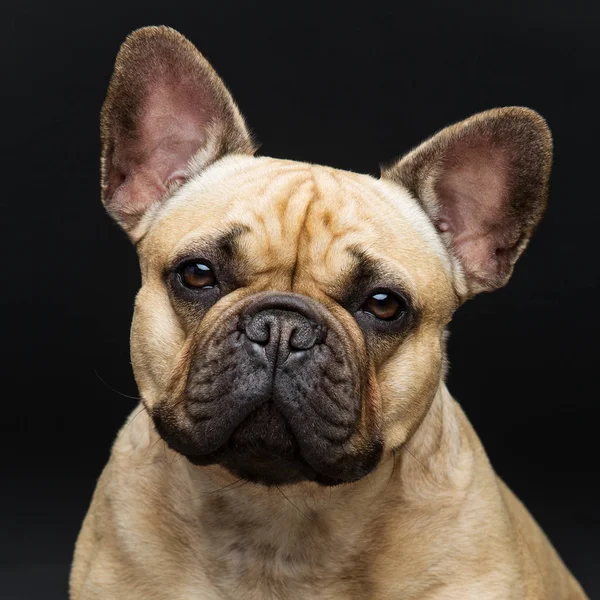 Beautiful french bulldog dog — Stock Photo, Image