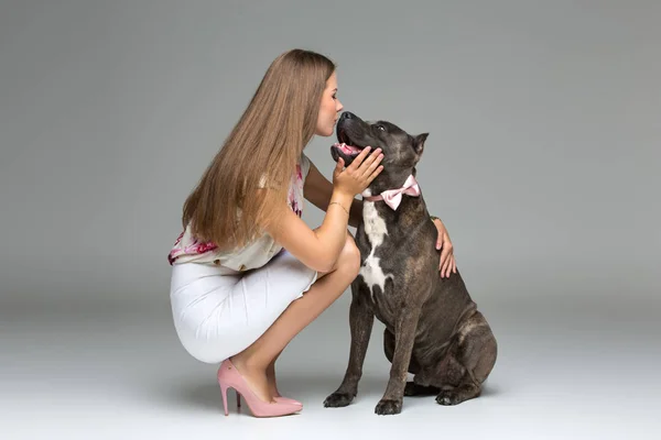 Beautiful girl with grey stafford terrier — Stock Photo, Image