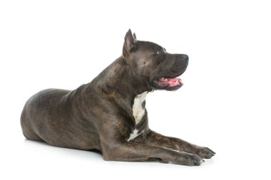 Beautiful amstaff dog
