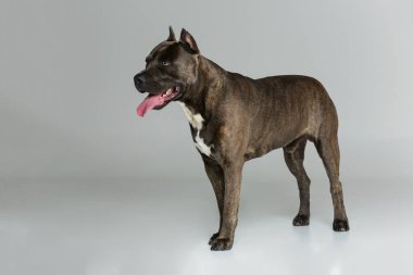Beautiful amstaff dog