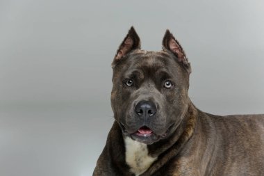 Beautiful amstaff dog