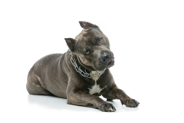 Beautiful amstaff dog — Stock Photo, Image