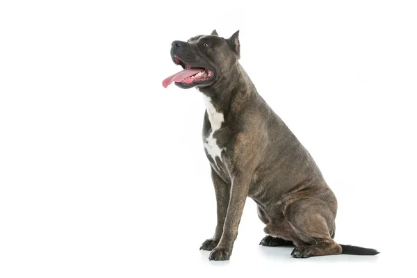 Собака-амбассадор — стоковое фото