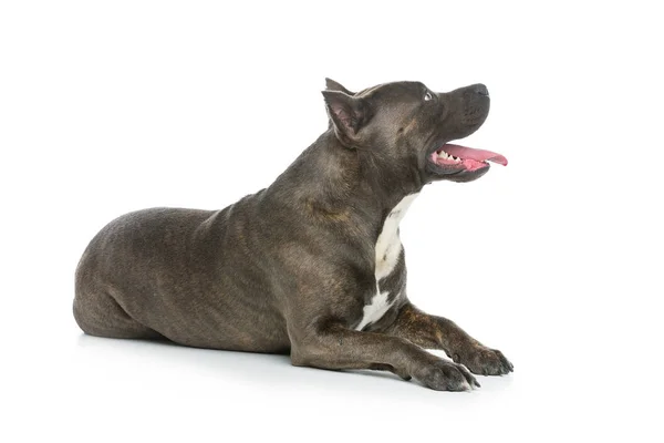 Hermoso perro amstaff — Foto de Stock