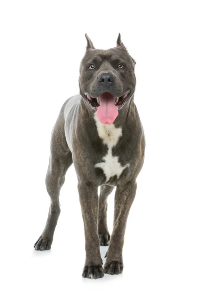 Beautiful amstaff dog — Stockfoto