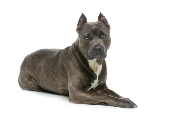 Beautiful amstaff dog — Stockfoto