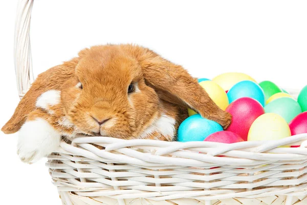 Hermoso conejo doméstico en cesta con huevos — Foto de Stock