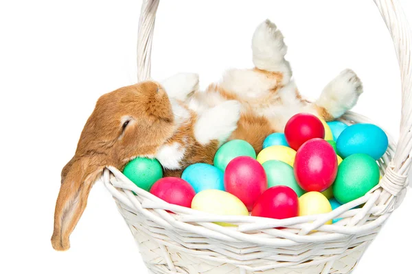 Hermoso conejo doméstico en cesta con huevos — Foto de Stock