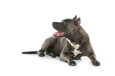 Beautiful amstaff dog