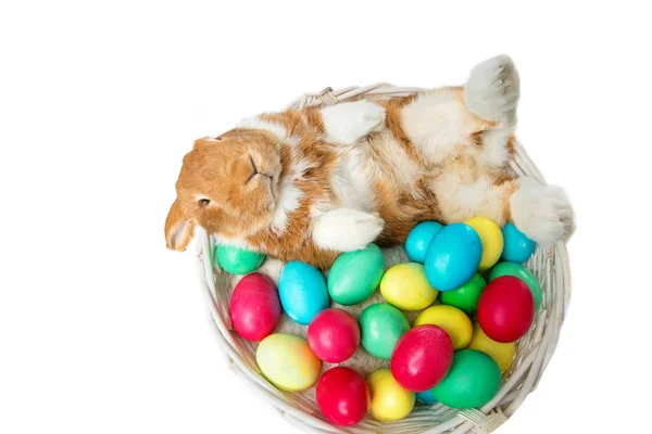 Hermoso conejo doméstico en cesta con huevos — Foto de Stock