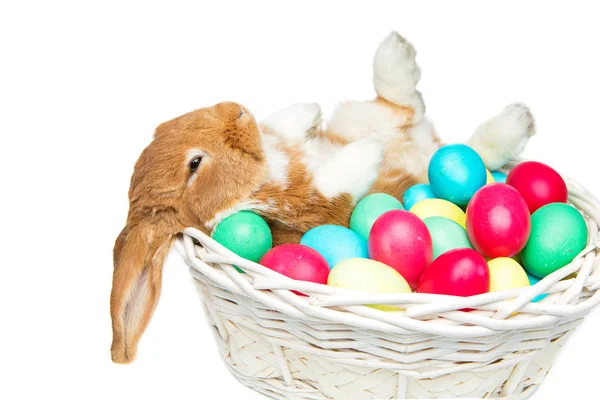 Mooie tamme konijnen in de mand met eieren — Stockfoto