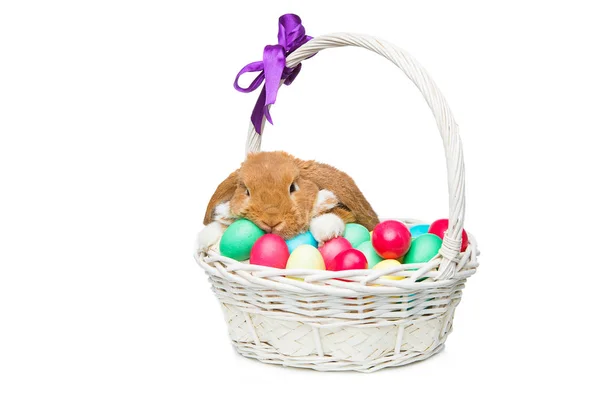 Hermoso conejo doméstico en cesta con huevos — Foto de Stock