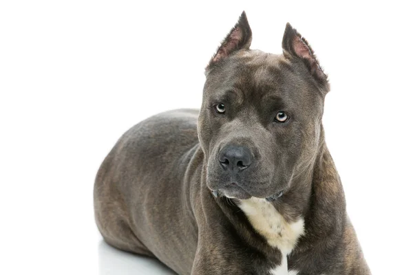 Beautiful amstaff dog — Stock Photo, Image