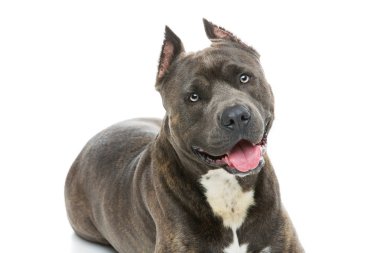 Beautiful amstaff dog