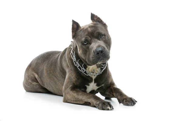 Beautiful amstaff dog — Stockfoto