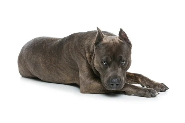 Beautiful amstaff dog — Stock fotografie