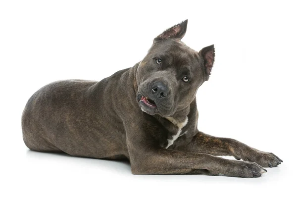 Beautiful amstaff dog — Zdjęcie stockowe