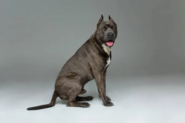 Beautiful amstaff dog — Stok fotoğraf