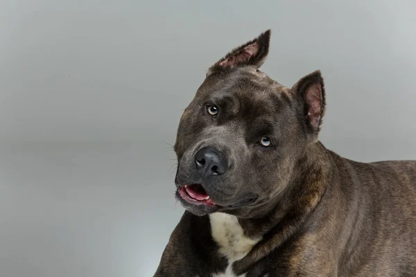 Hermoso perro amstaff —  Fotos de Stock