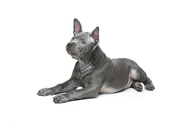 Tay ridgeback köpek yavrusu