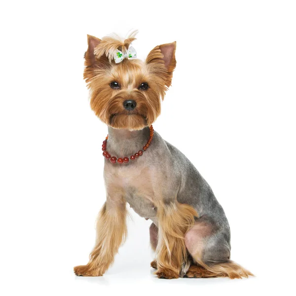 Terrier de yorkshire bonito com colar — Fotografia de Stock