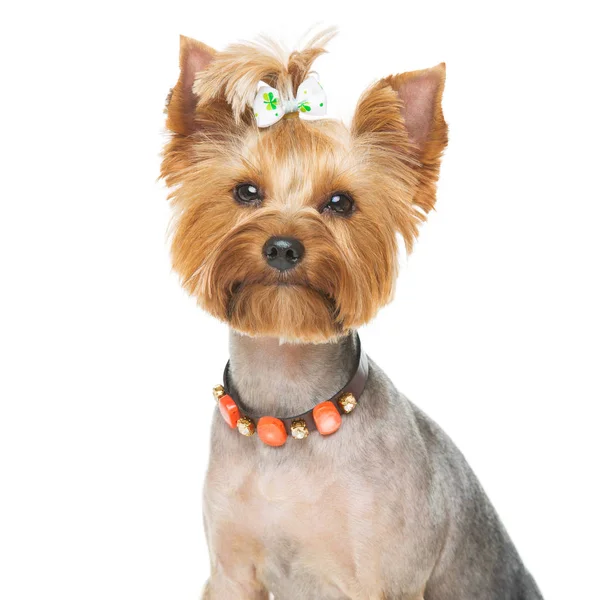 Terrier de yorkshire bonito com colar — Fotografia de Stock