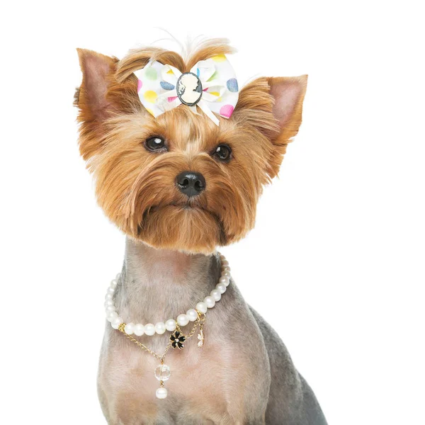 Hermoso yorkshire terrier con collar — Foto de Stock