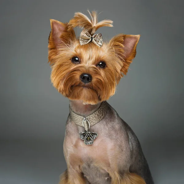 Hermoso yorkshire terrier con collar — Foto de Stock
