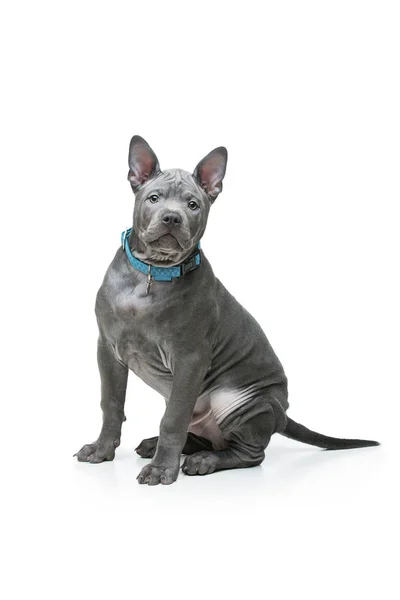 Thai ridgeback valp — Stockfoto