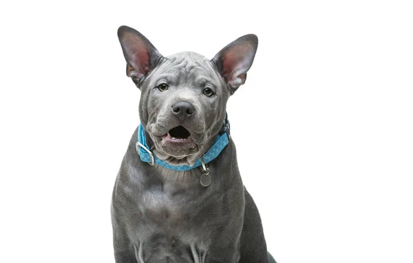 Thai ridgeback cucciolo — Foto Stock