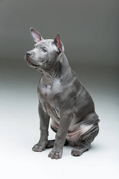 Cãozinho tailandês ridgeback — Fotografia de Stock